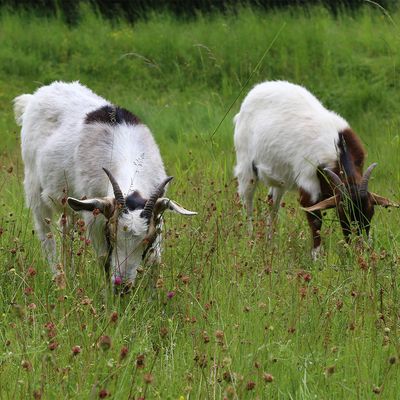 Miet-Ziegen für die nachhaltige Grünpflege